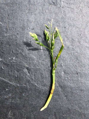 Herbe.jpeg