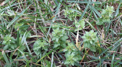 M Herbes 2020-05-05.jpg