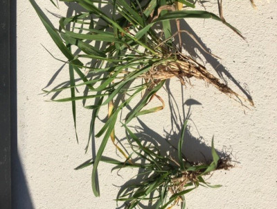 mauvaise herbe 2.jpg