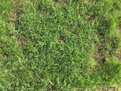 mauvaise herbe 3.jpg