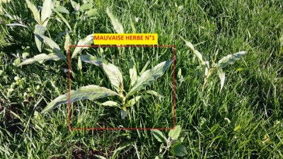 mauvaise herbe n1.jpg