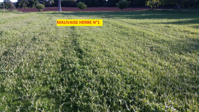 invasion mauvaise herbe 1.jpg