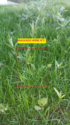 mauvaise herbe n2.jpg