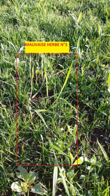mauvaise herbe n3.jpg