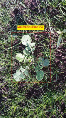 mauvaise herbe n4.jpg