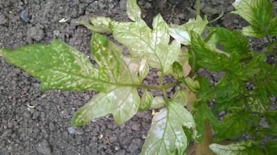 WP_20160521_032.jpg