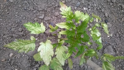 WP_20160521_035.jpg