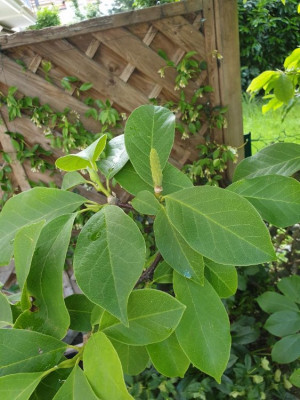 magnolia 2.jpg