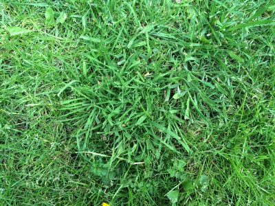 Encore une grosse touffe... Mauvaise herbe ou herbe vieille ?