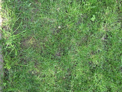 Même zone coté gauche. Présence de mousse. Les grosses touffes à gauche, est-ce de la mauvaise herbe ou une herbe qui a vieilli ?