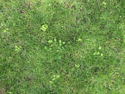 Un échantillon de mon jardin, toujours du trèfle et d'autres intrus dont je me demande s'ils seront tués par le REVERDI