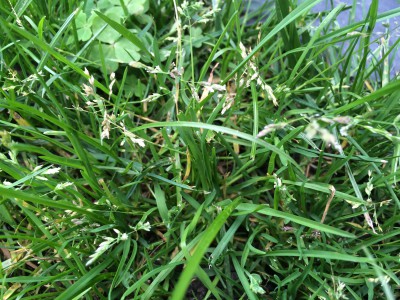 Un zoom. J'en ai partout. Mauvaise herbe ou herbe qui germe tout simplement ?