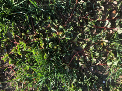 plante-herbe-branche-rouge-3.jpg