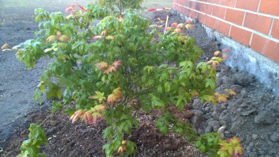 WP_20160525_005.jpg