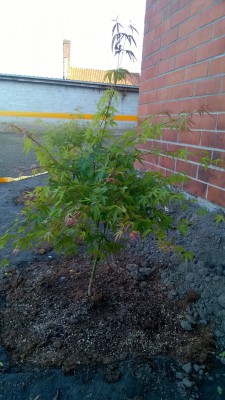 WP_20160525_007.jpg