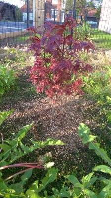 WP_20160525_008.jpg
