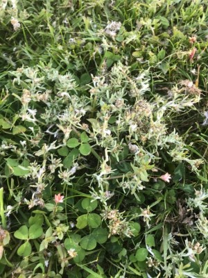 image herbe.jpg