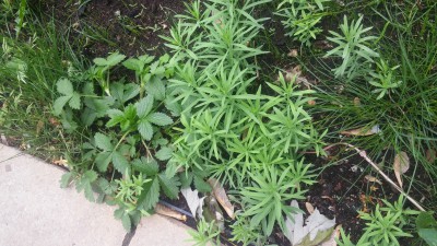 20160602_180551.jpg