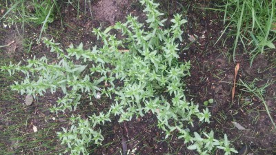 20160602_180529.jpg