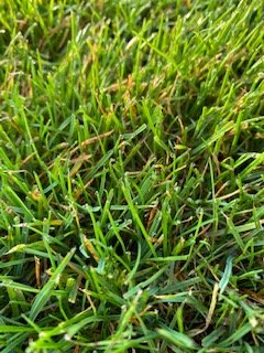 IMG_3296.jpg