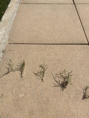 Mauvaises herbes