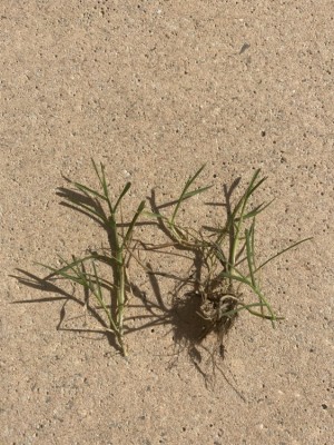Mauvaises herbes
