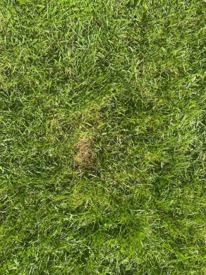 Trou mauvaise herbe