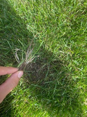 Trou mauvaise herbe