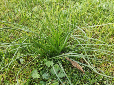 Mauvaise herbe 1.jpg