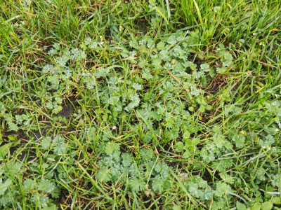Mauvaise herbe 2.jpg