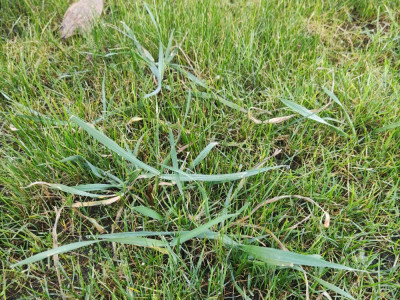 Mauvaise herbe 3.jpg