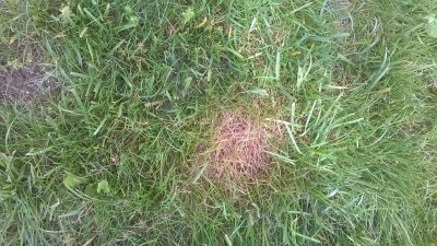 WP_20160610_003.jpg