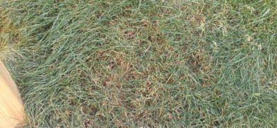 IMG_20210406_193512.jpg