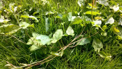 WP_20160619_004.jpg