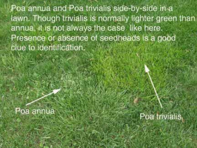 p20triv20and20p20ann20in20april20lawn.jpg