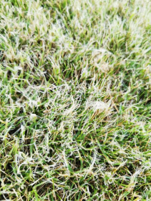 IMG_20210508_211000.jpg