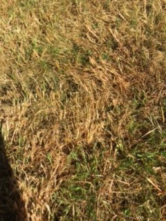 thumbnail_IMG_6543.jpeg