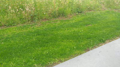 P_20210616_180958_vHDR_On.jpg