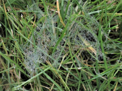 filaments 2.jpg