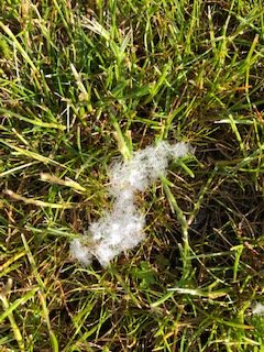 mycelium?