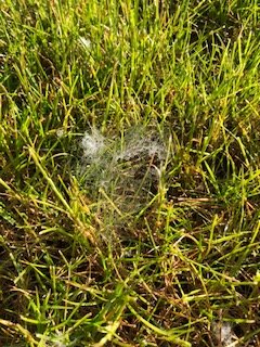Mycelium?