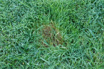 herbe1.jpg