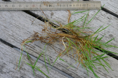 herbe2.jpg