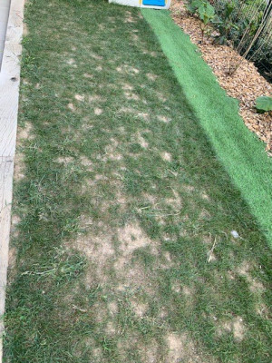 jardin.jpg