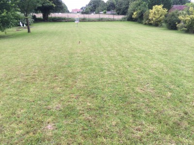 gazon tondu court