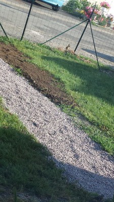 J'ai mis de la terre car il y avait plus rien du tout en herbe que des graviers je sais pas si j'ai bien fait et je pensais en rajouter le long.