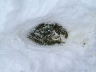 Green les Arcs.JPG
