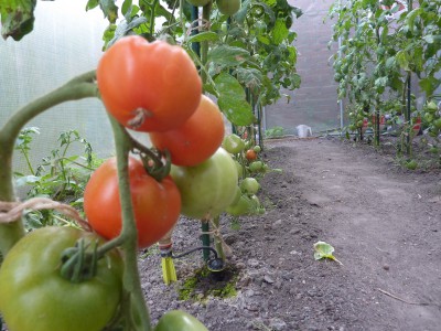 Première récolte des tomates à la date du 08.07.2016