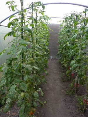 Tomates planté sous serre le 23 avril 2016 au nord de la France.