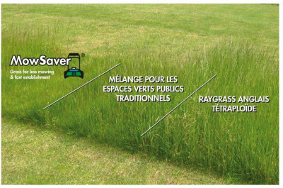 Mow Saver vs Raygrass